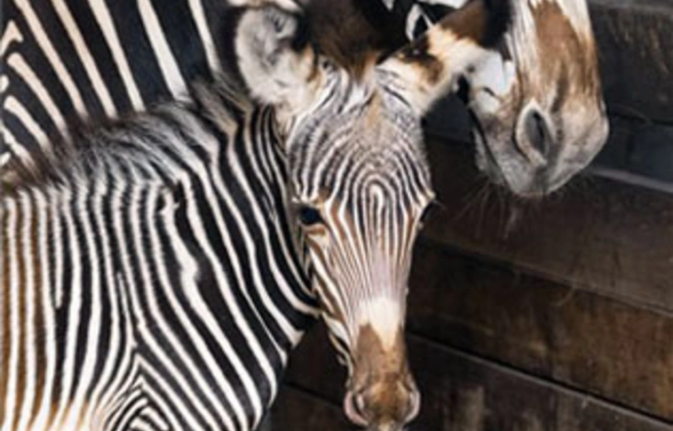 Grévy-zebra született a Nyíregyházi Állatparkban