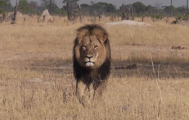 Megrongálták a zimbabwei oroszlánt lelövő fogorvos nyaralóját Floridában