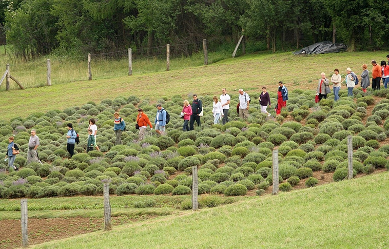Gyógynövénynap: fókuszban a stressz és a vegyszerek