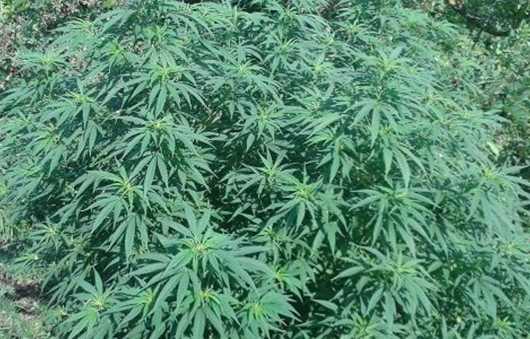 Elfogták a rendőrök a méretes kannabiszokkal szelfiző szikszói férfit