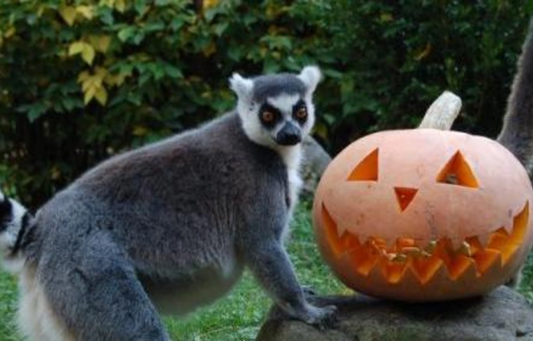 Több százan vettek részt a Miskolci Állatkert Halloween-estjén