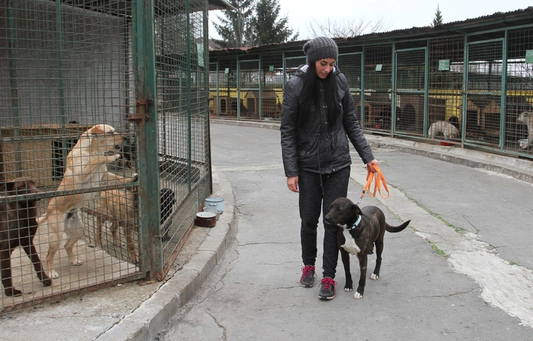 Közeledik a tél, az állategészségügyi telep kutyái pedig gazdára várnak