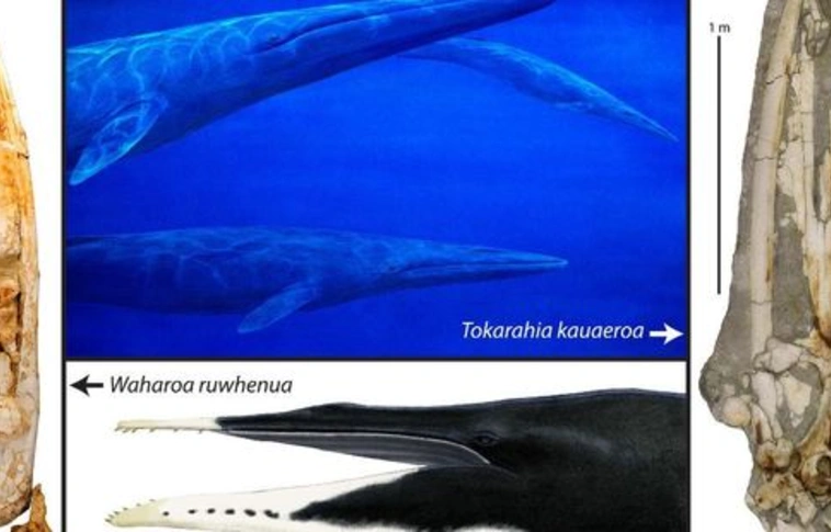 Ősbálnafajok fosszíliája hozta lázba az új-zélandi paleontológusokat