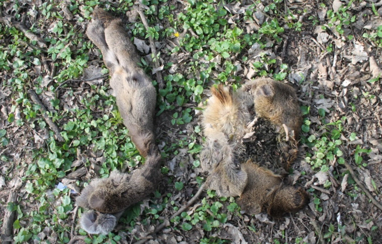 Téglával vadásztak az őzbakra