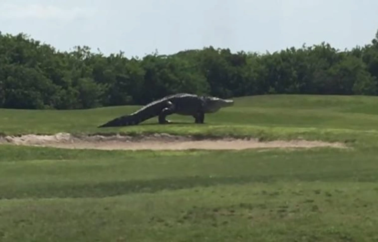 Újabb videó került elő a floridai golfpálya godzillájáról!