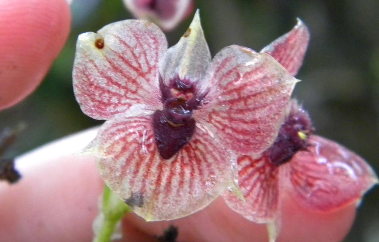 Felismeri, milyen feje van ennek a Kolumbiában felfedezett új orchideafajnak?