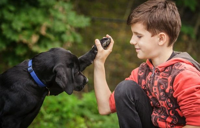 Kis labradorok várják a kölyöknevelőket