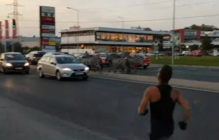 Így vágtáztak a zebrák Sopron utcáin hétfő este