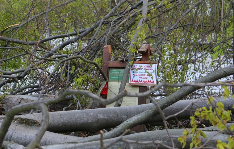 Kidőlt fák akadályozzák a forgalmat Hollóstető és Lillafüred között
