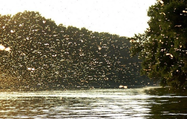Rendőrök vigyázzák a kérészek táncát a Tiszán és mellékfolyóin