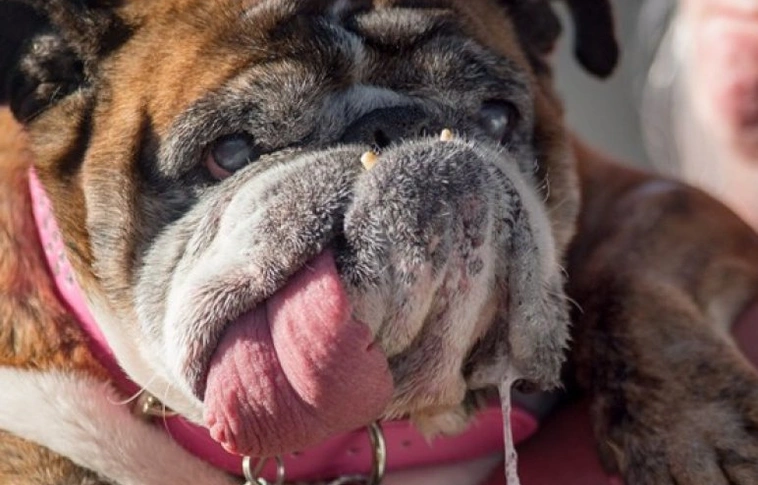 Elpusztult a világ legrondább kutyája, Zsazsa