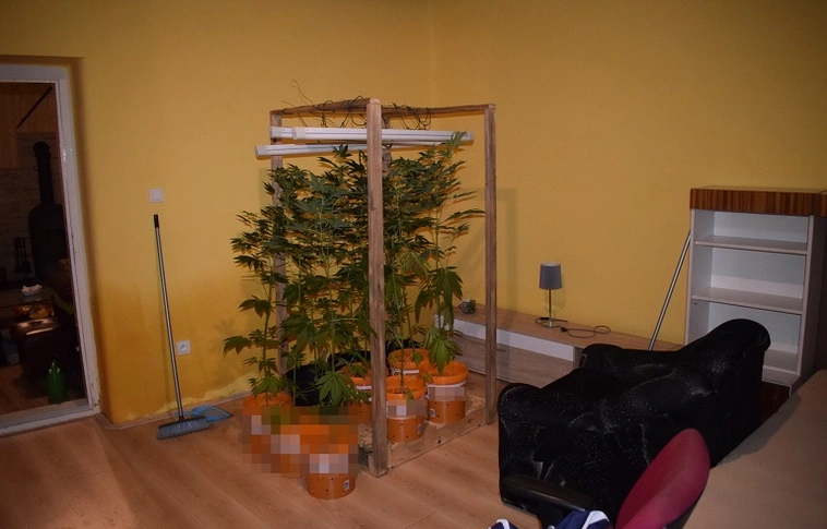 Kábítószer-termesztőkre csaptak le a rendőrök Borsodban (Videóval!)