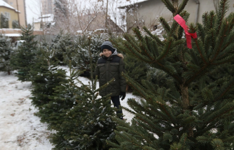 Luc, ezüst, vagy Nordmann? Fenyőfavásárban jártunk