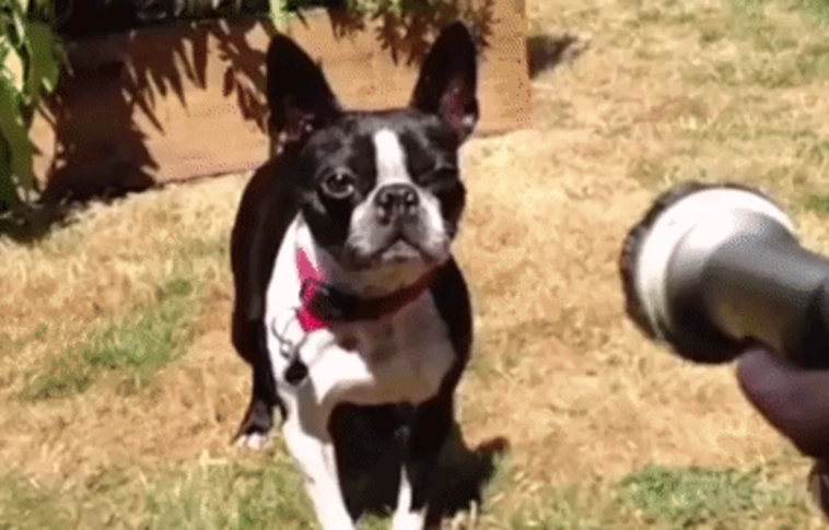 A hőségriadóban házi kedvenceinket is hőguta fenyegeti