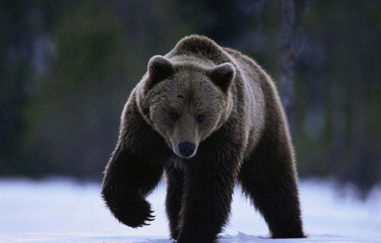 Medve jár Borsodban, Szalonnánál láttak egy példányt