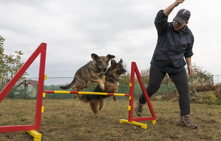 Nemcsak engedelmességre nevelnek: gazdi-kutya viszonyt is rendeznek