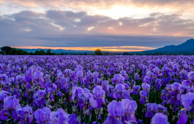 Ha igazán kedveskedni akar párjának: mutatjuk, mi a legdrágább parfüm alapanyag
