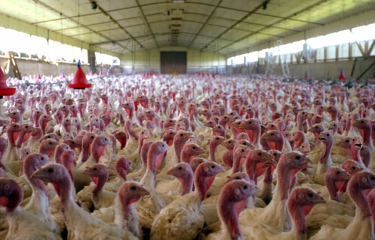 Negyedével is nőhet a pulykahús forgalma az ünnepi időszakban