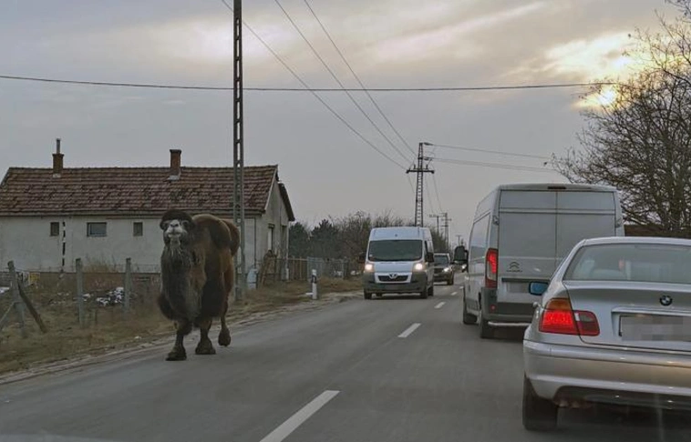 Világgá akart menni? Teve bandukolt az úton Lajosmizsén