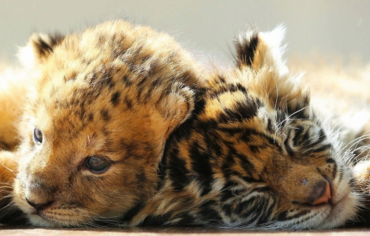 Nincs ember, akinek ne lágyulna el a szíve a tigris- és oroszlánkölyök fotói láttán