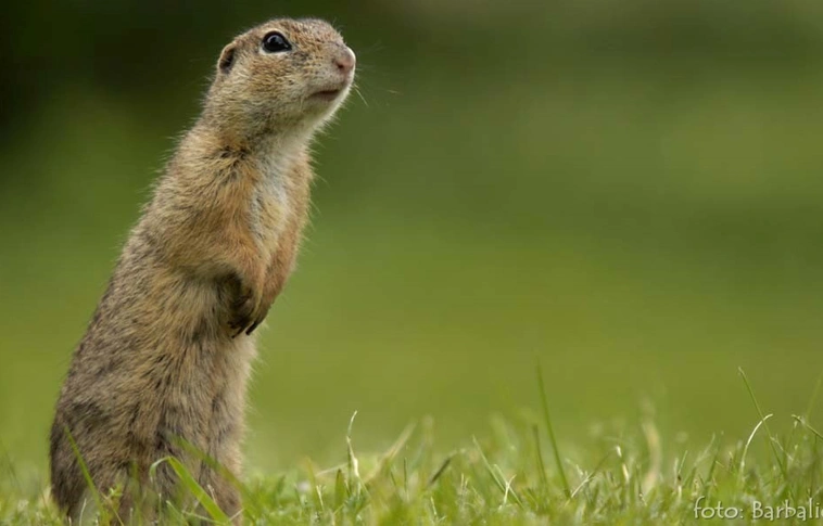 Kegyetlen módszerrel gyilkolták le a védett állatokat