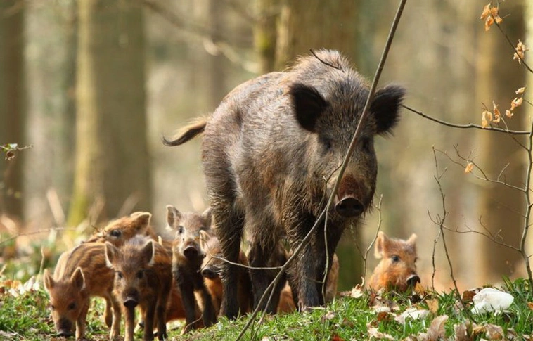 Vaddisznó ölt meg egy orvvadászt Szatmárban