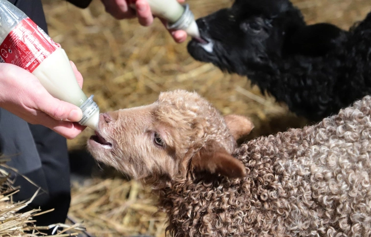 hortobágyi rajkajuh. Fotó: Mocsári László