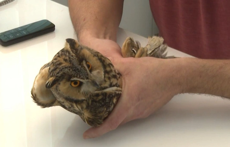Súlyos sérülésekkel került egy erdei fülesbagoly a Mályi Madármentő Állomásra