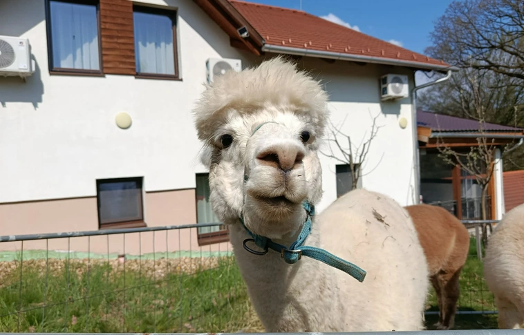  autizmus világnapja Baráthegyi Majorság