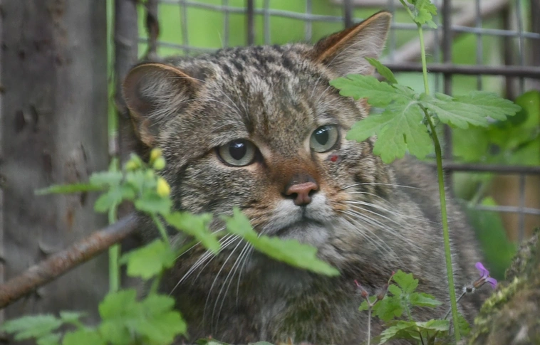  európai vadmacska Miskolc Zoo