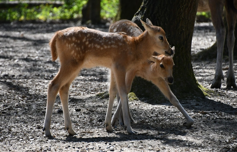 David-szarvas borjak születtek Miskolci Zoo