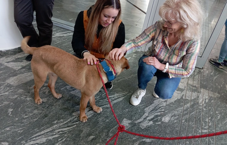 Az Office Dog Visit program első állomása a Miskolci Városháza volt.