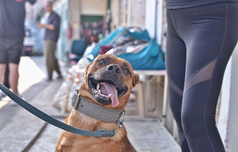 Nyílt nap - kutyasétáltatás