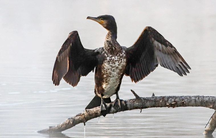 Téli madárvilág Miskolctapolcán