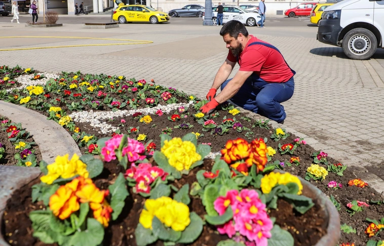 Kivirágzott a miskolci virágóra. Fotó: Mocsári László