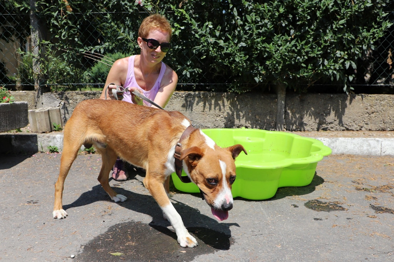 állategészségügyi telep nyílt nap kutyagolás