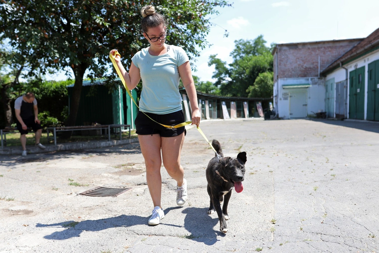 állategészségügyi telep nyílt nap kutyagolás
