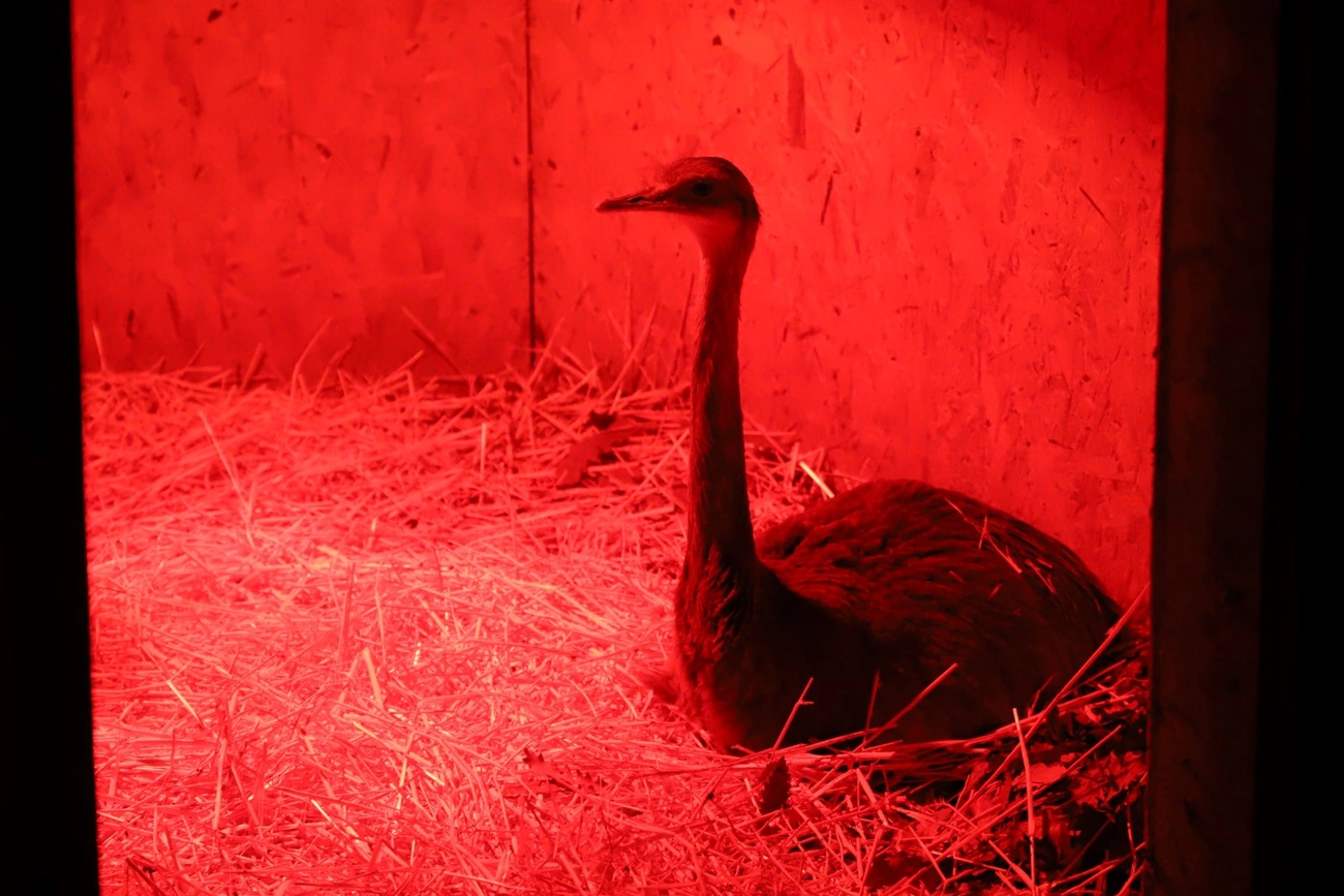 állatkert fényséta