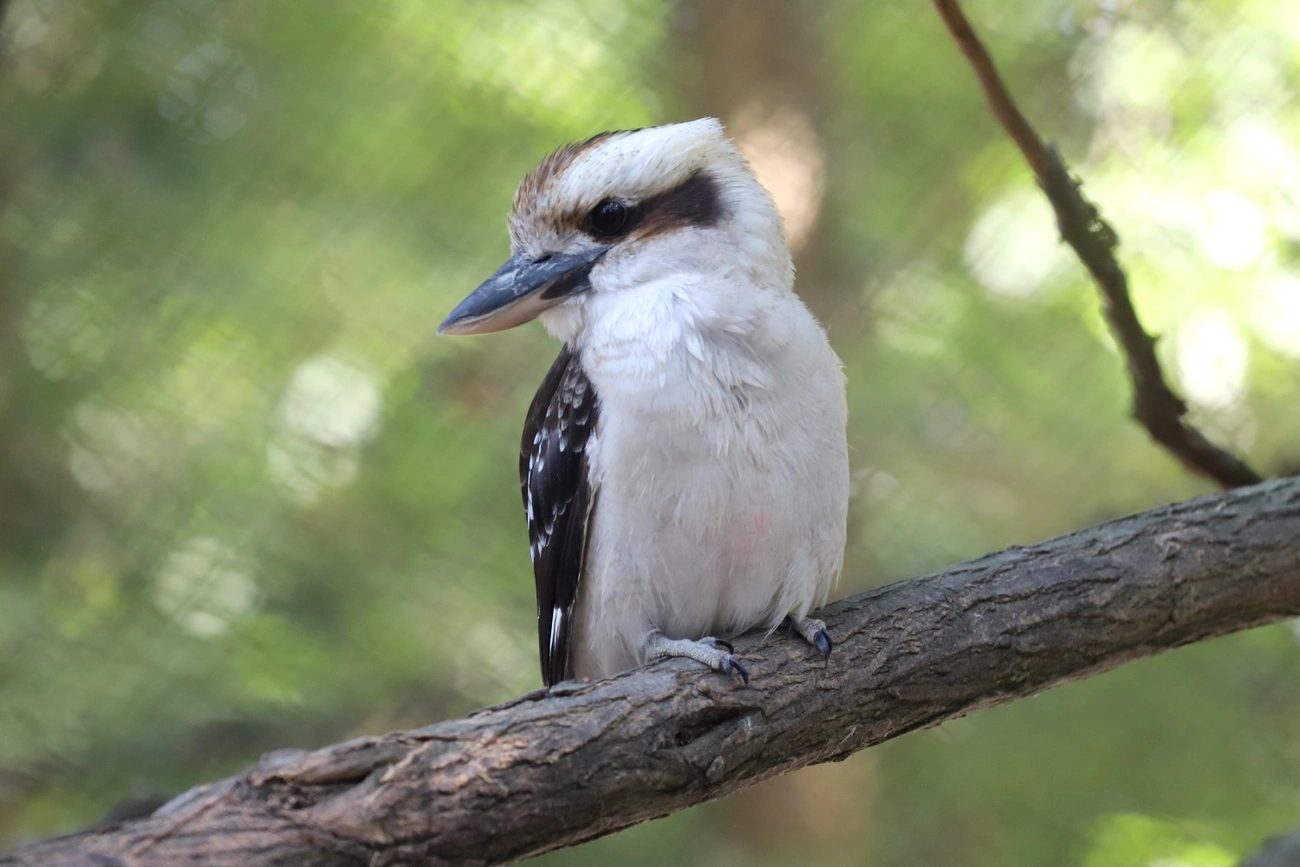 kookaburra kacagójancsi miskolci állatkert
