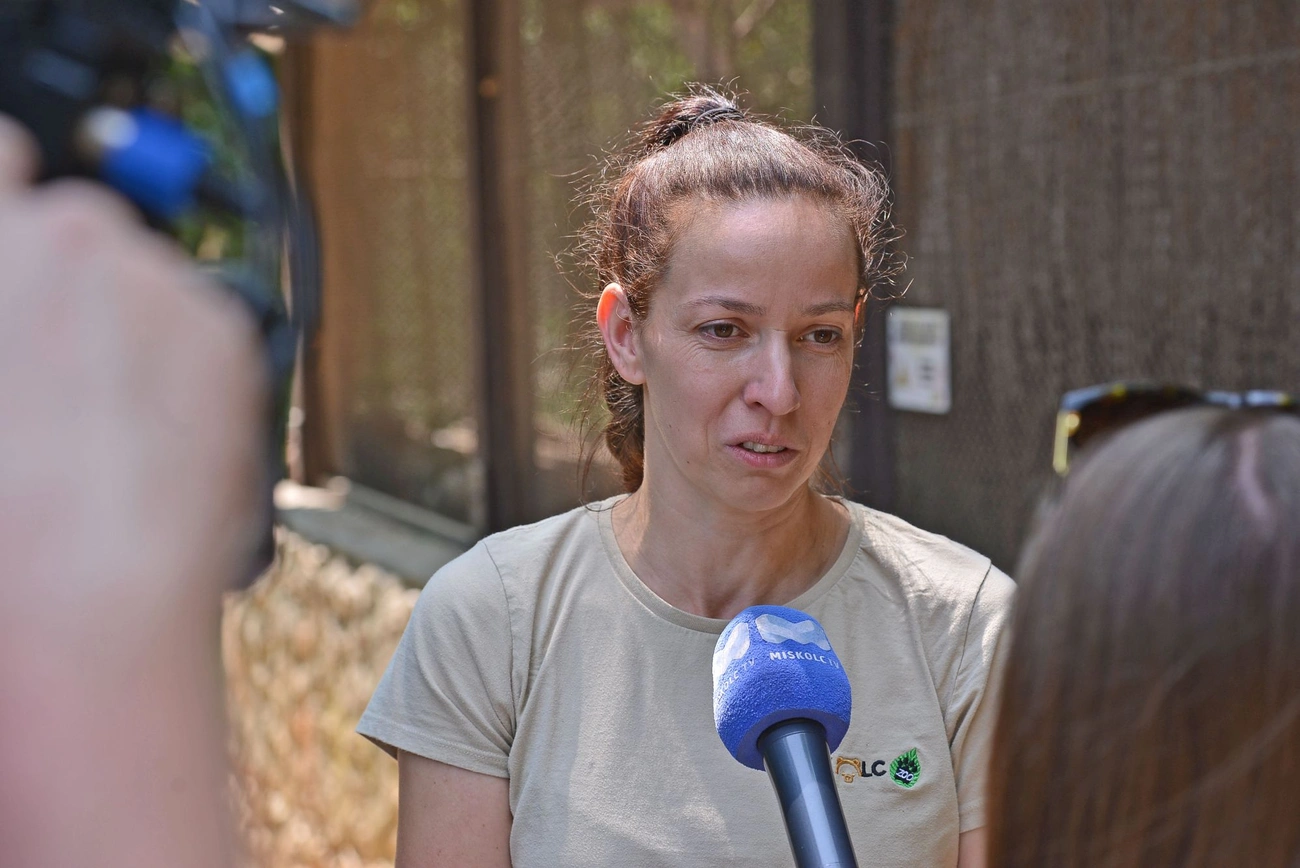 tragopán csibék