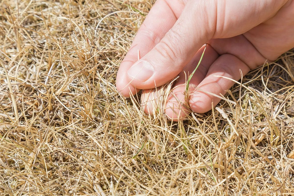 A száraz forróság megviseli a növényeinket is. Fotó: Shutterstock