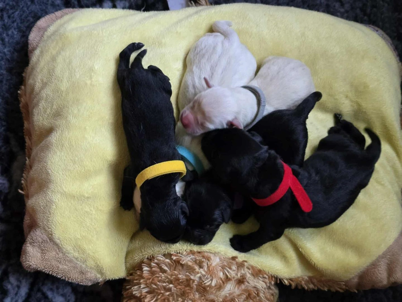 labrador kiskutyák