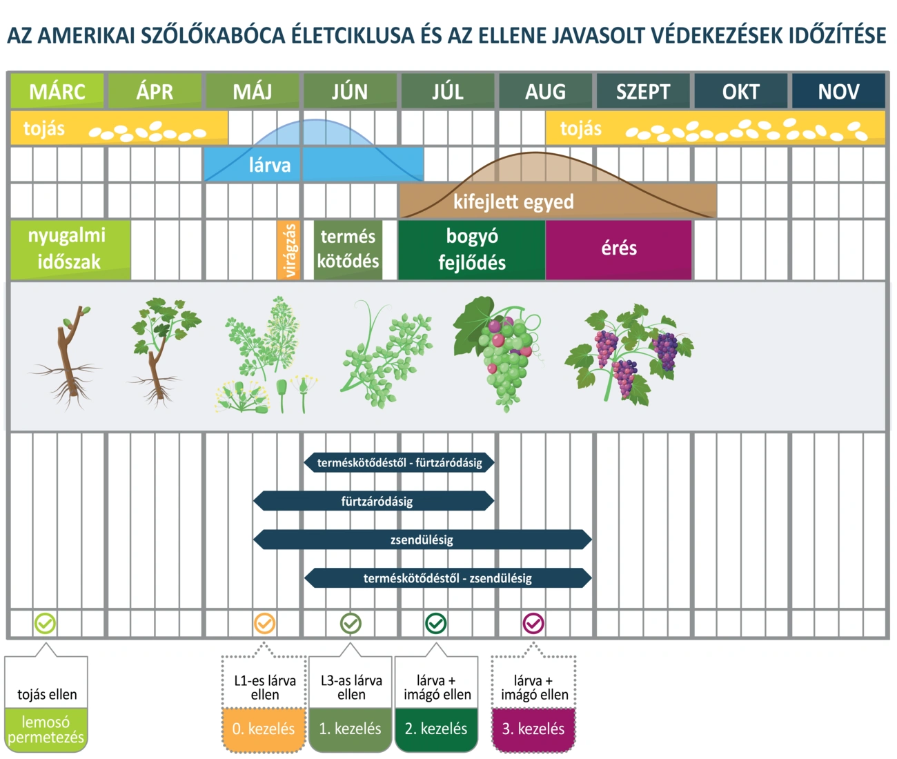 A szőlőkabóca életciklusa és védekezés ellene