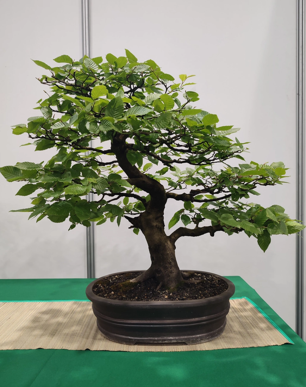 bonsai fotó