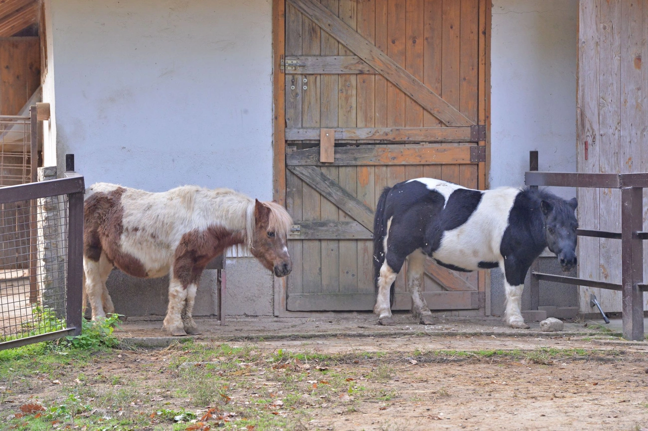 A foltos shetlandi pónik. Fotó: Osztie Tibor