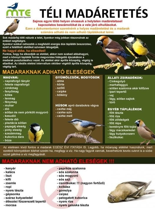 téli_madáretetés_plakát, Forrás: Mályi Madármentő Facebook
