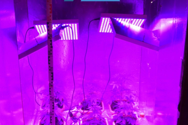 Drogot termesztett egy ózdi férfi. Fotó: Borsod-Abaúj-Zemplén Vármegyei Rendőr-főkapitányság