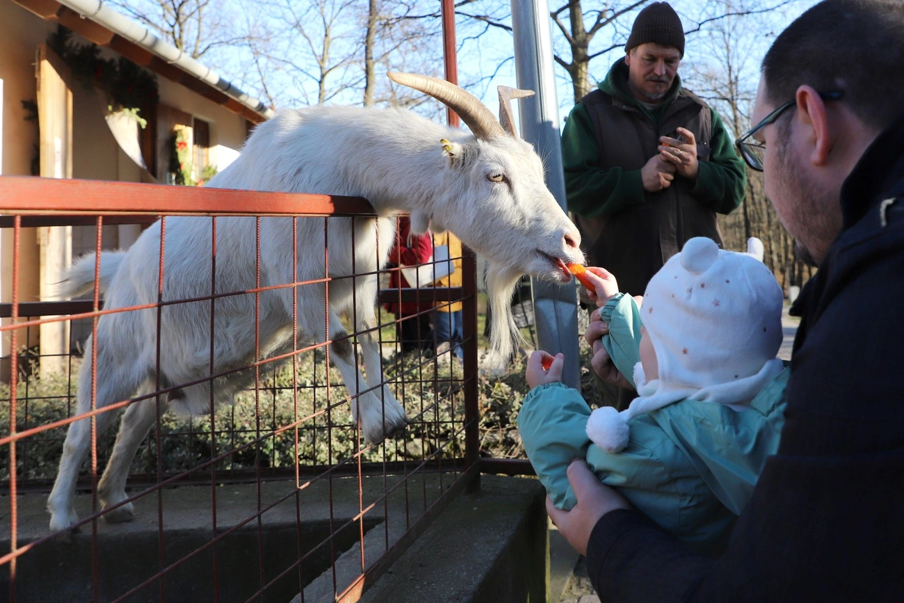 Állatok karácsonya. Fotó: Mocsári László