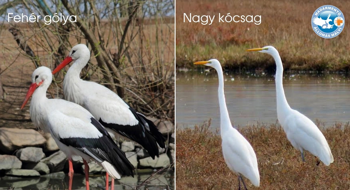 gólya, kócsag. Fotó: Mályi Madármentő Állomás Facebook