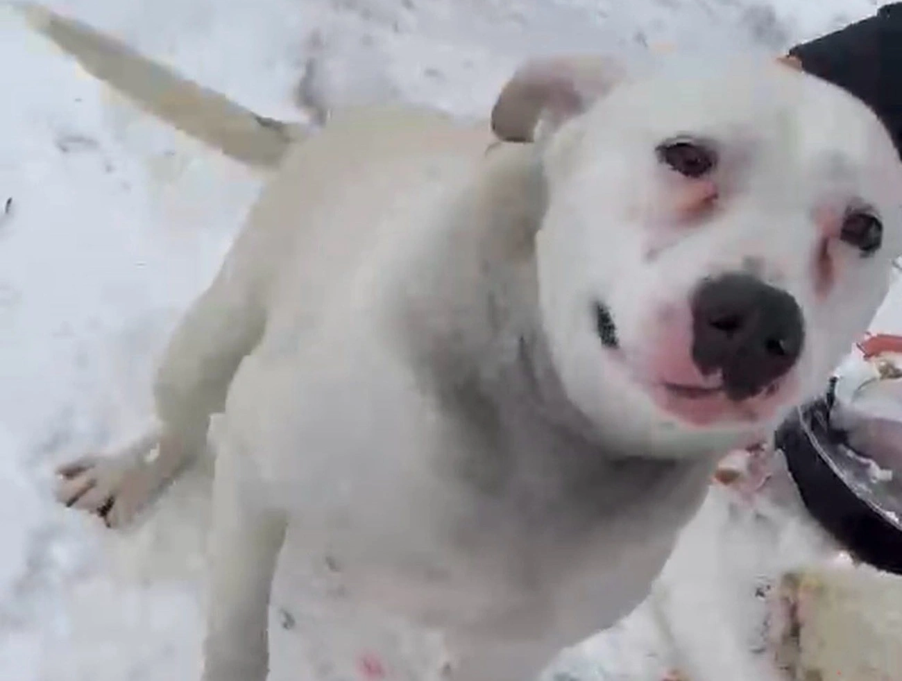 Kutyamentés a Csonka soron. Fotó: DSZÁ Állatmentés